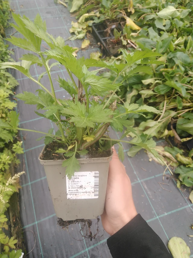 Artemisa - 10. 10. 2025