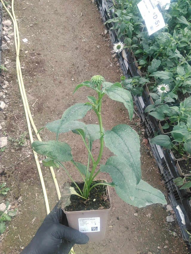 Echinacea Virgin - 10. 9. 2025