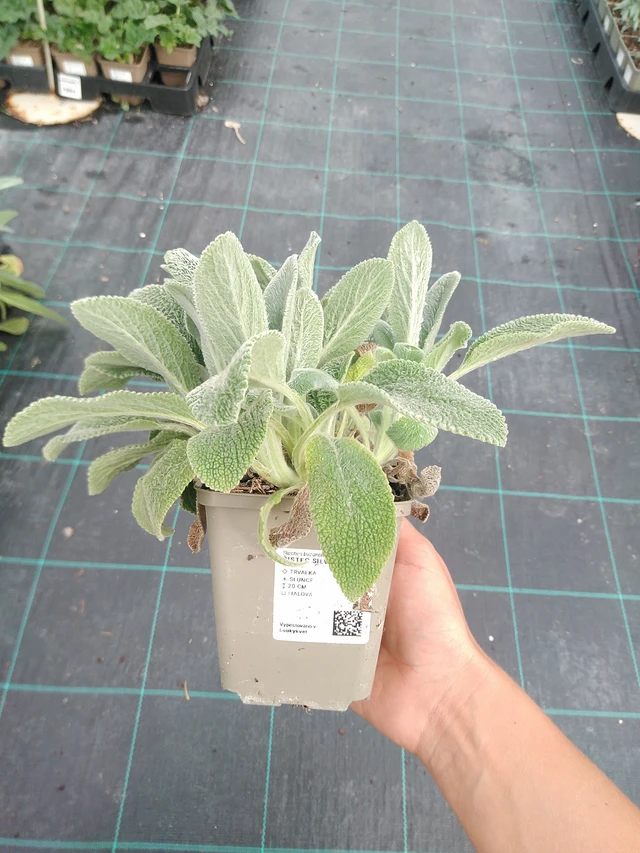 Pehmytmesiangervo Silver Carpet - 10. 9. 2025