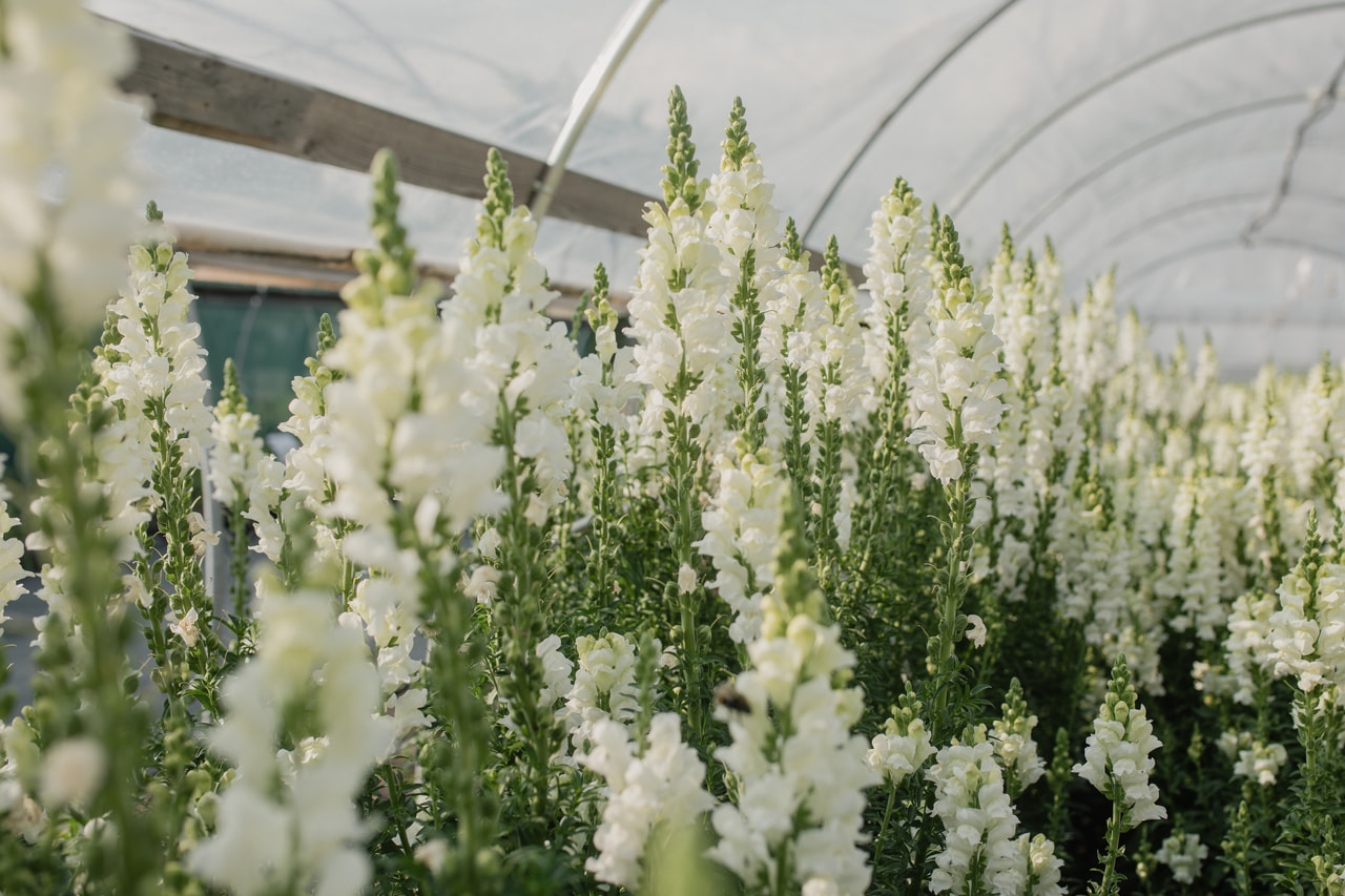 Hledík Potomac White, Loukykvět