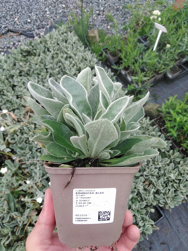 Hahnenfuß Alba - 7. 7. 2025