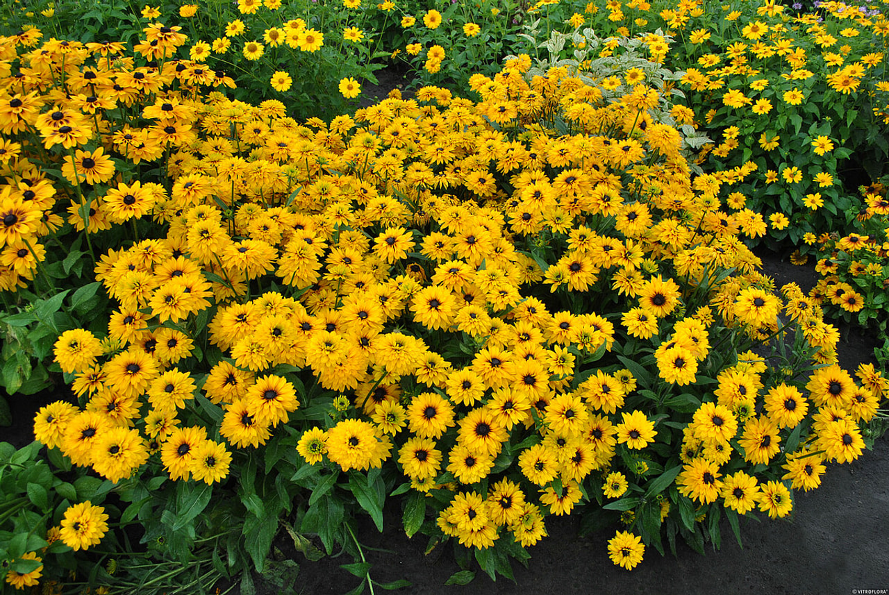 Rudbékie Flamenco Yellow, Loukykvět