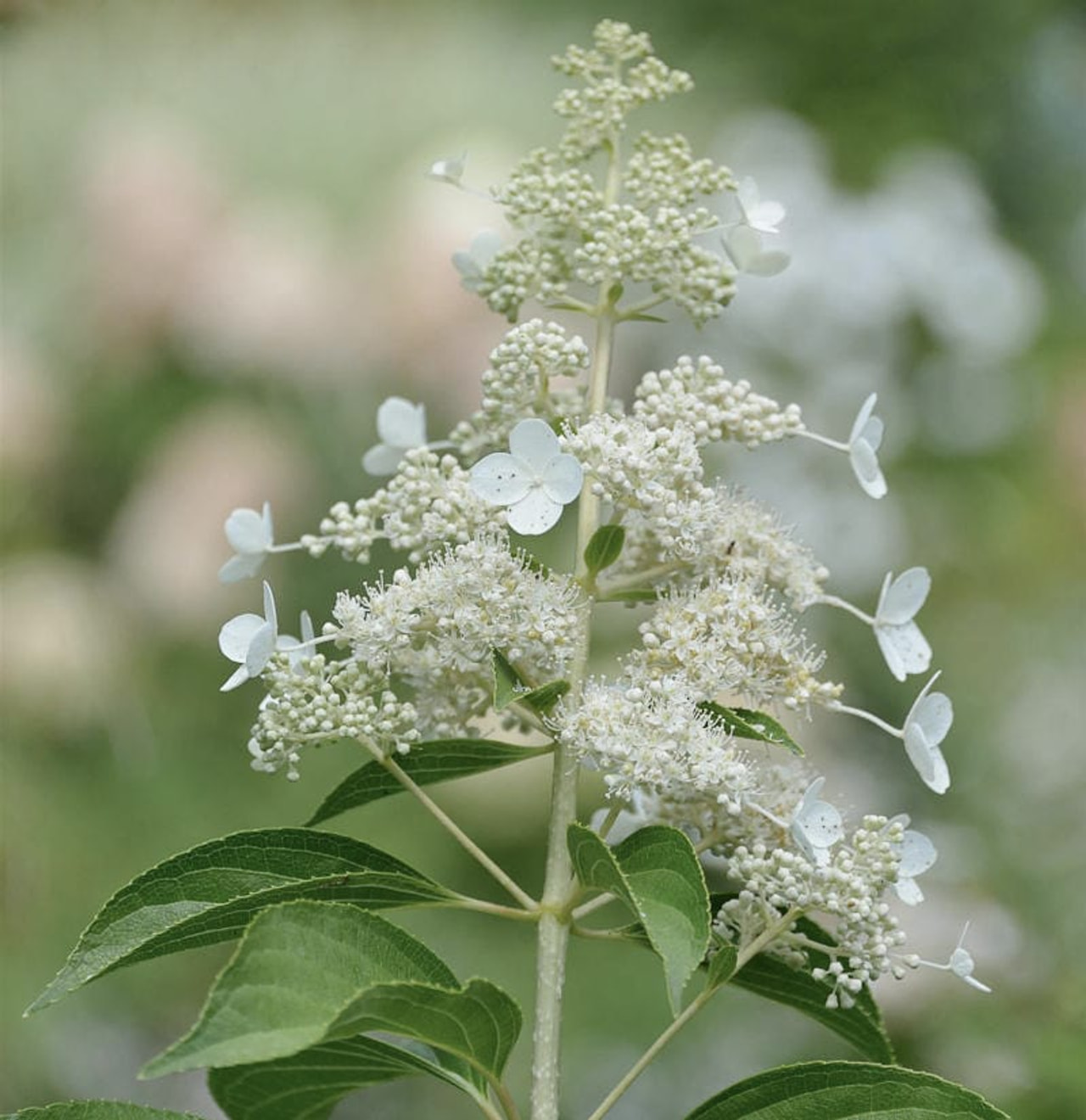 Hortenzie latnatá Kyushu, Loukykvět