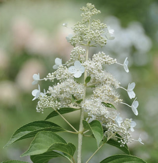 Hortenzie latnatá Kyushu, Loukykvět