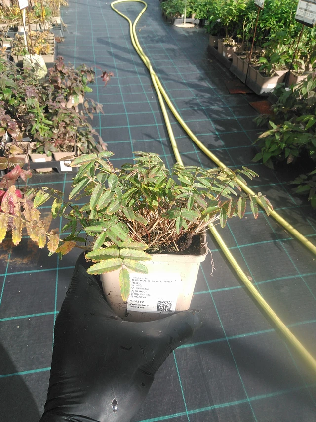 Veriheinä Rock and Roll - 13. 10. 2025