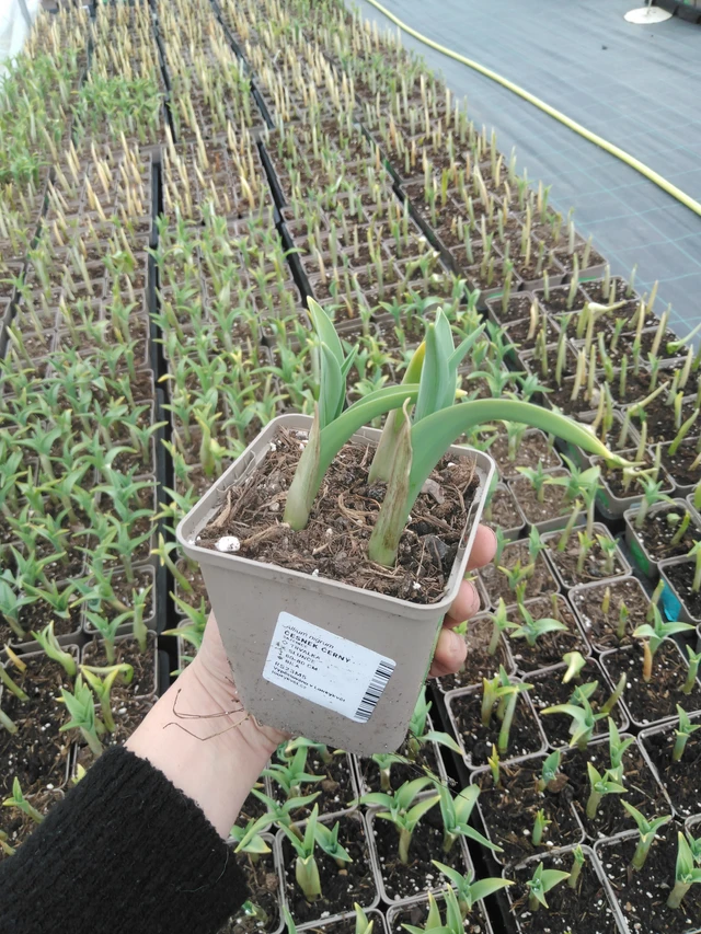 Mustalaukka - 9. 4. 2025