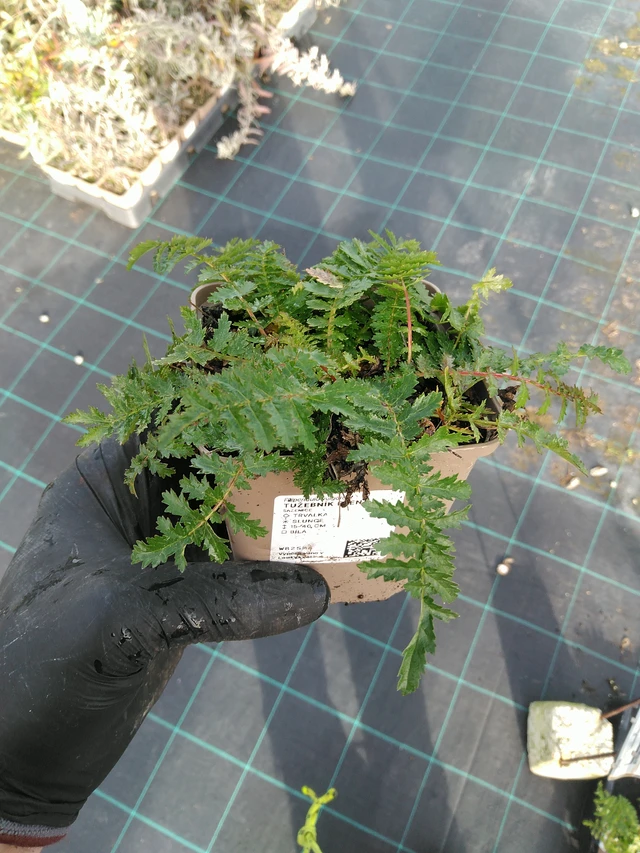 Meadowsweet Plena - 31. 10. 2025