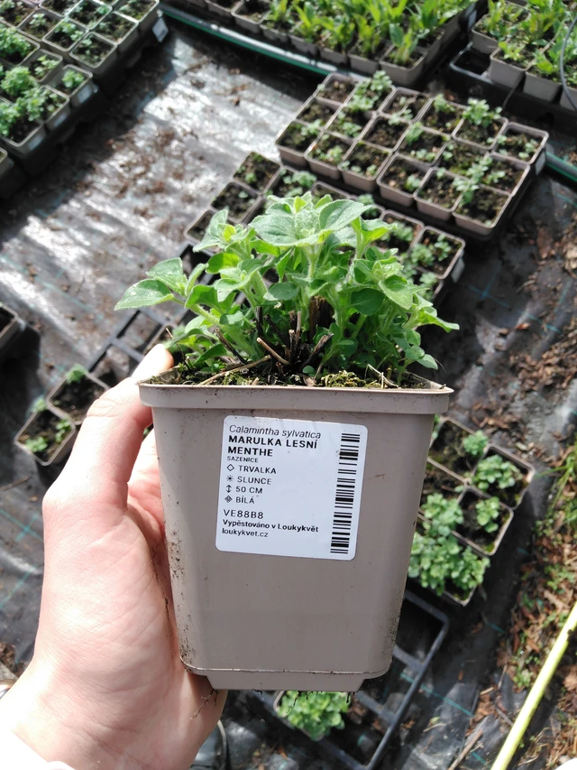 Myskimalva Menthe - 2024