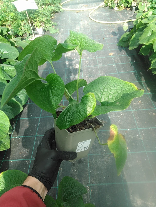 Nomeolvides de hojas grandes  - 13. 10. 2025