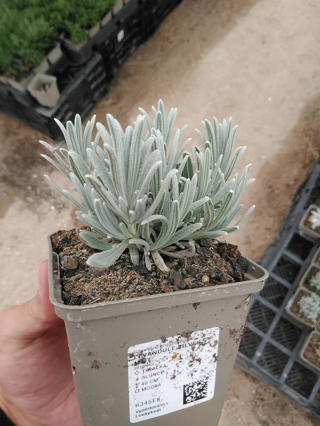 Lavender Silver Mist - 8. 7. 2025