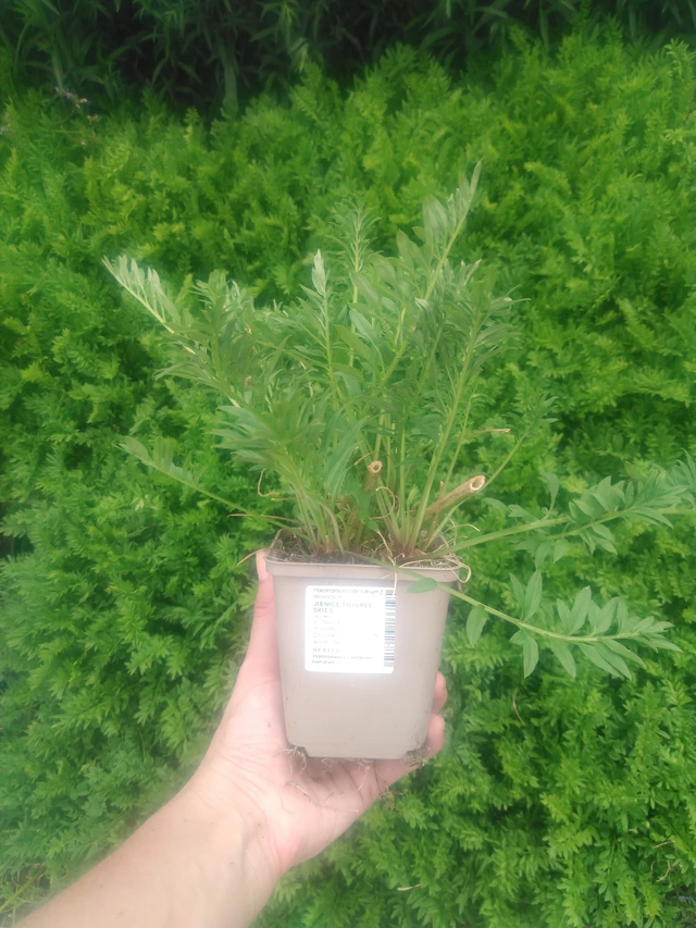 Astrantia Filigree Skies - 2024