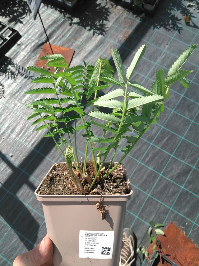 Verikurjenpolvi Arnhem - 27. 6. 2025