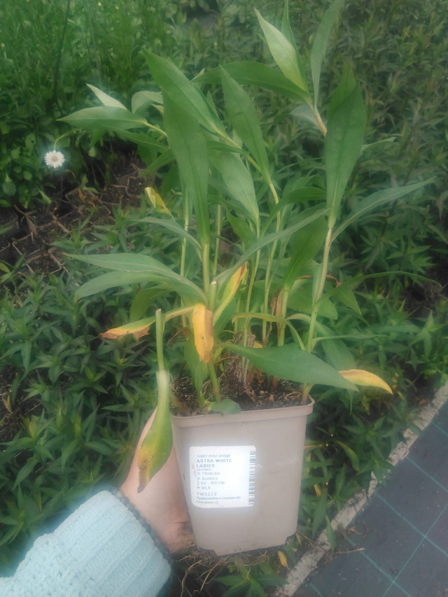 Astra White Ladies - 2024