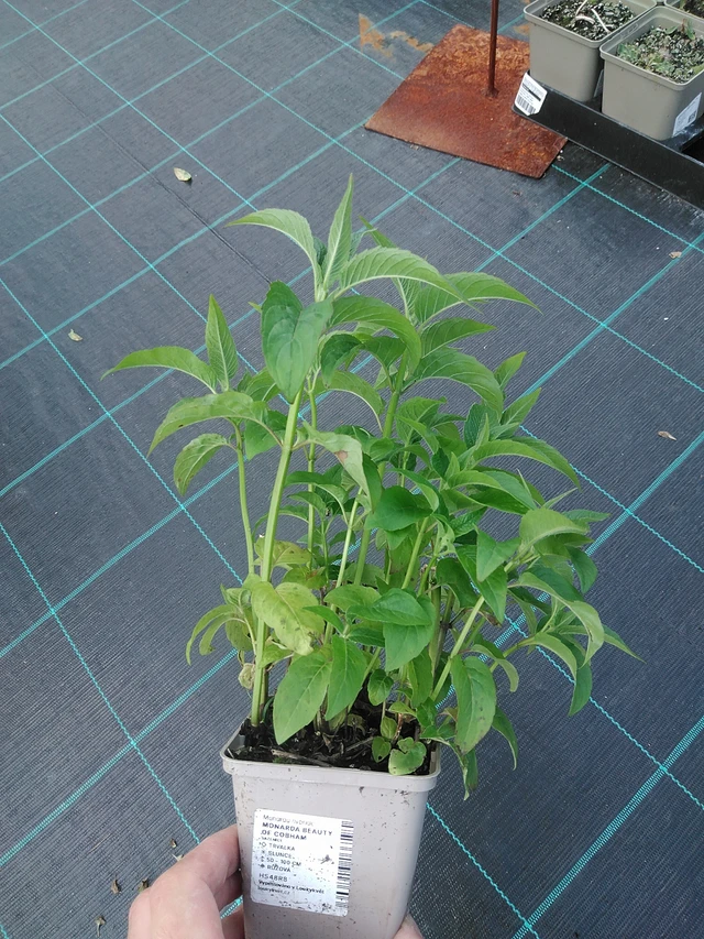 Monarda Beauty of Cobham - 24. 6. 2025