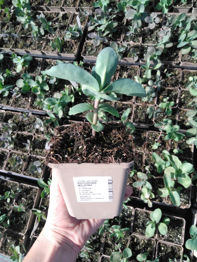 Maksaruoho Matrona - 2024