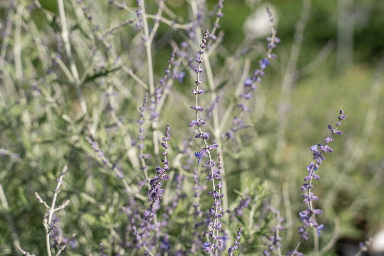 Sudárzsálya Blue Spire, Loukykvět