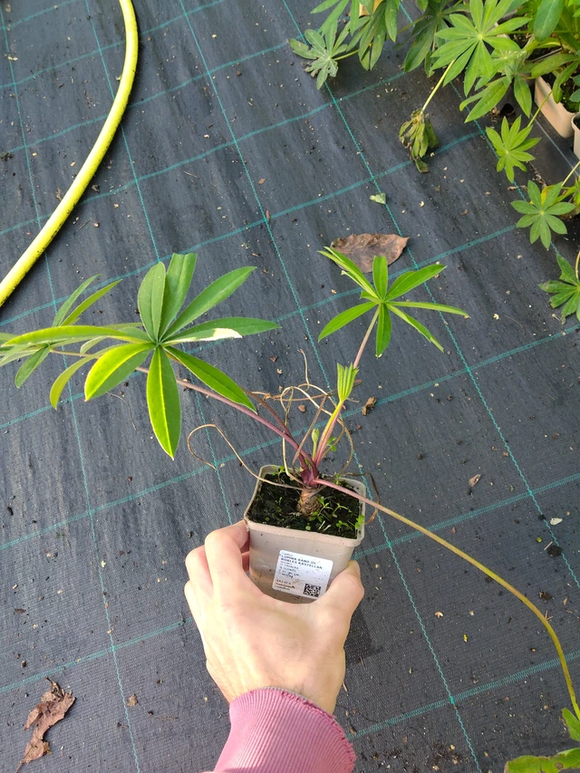 Altramuz Band of Nobles Kastellan - 17. 9. 2025