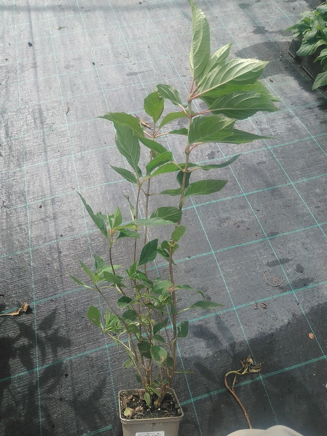 Puutarhahortensia Phantom - 10. 9. 2025