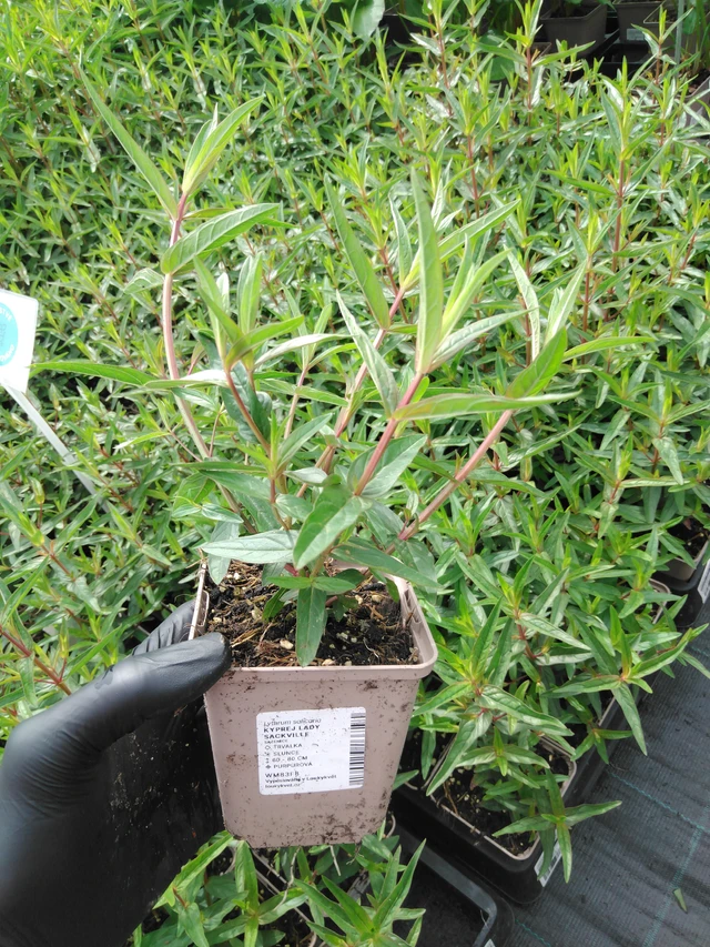 Kyprej Lady Sackville - 2024