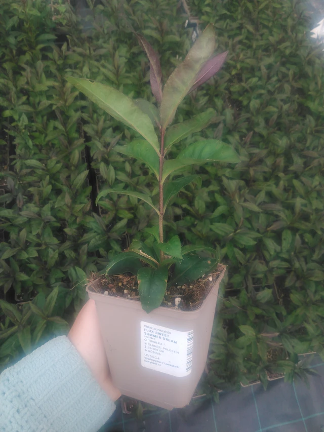 Phlox Sweet Summer Dream - 2024