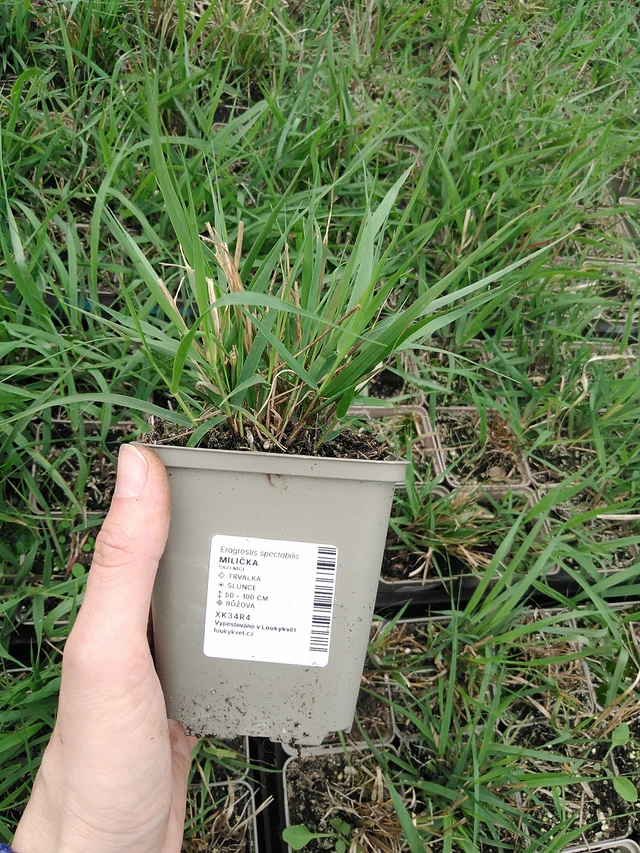 Milička - 9. 6. 2025