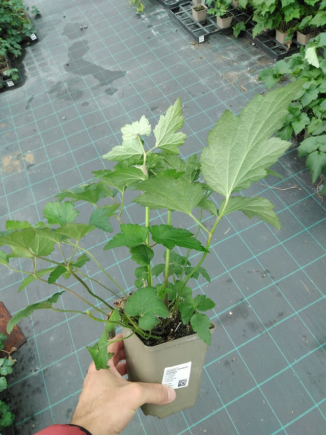 Sasanka japonská Serenade - 28. 7. 2025