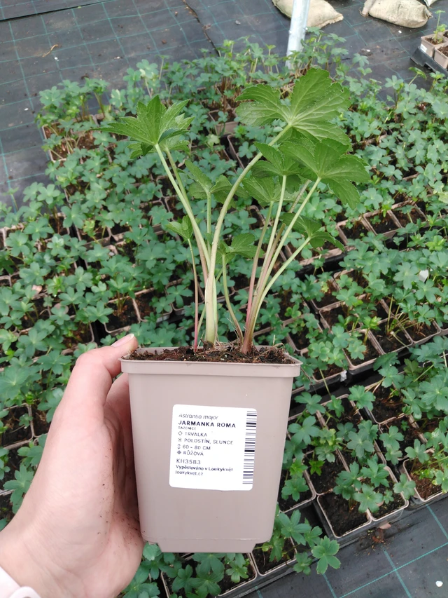 Masterwort Roma - 2024