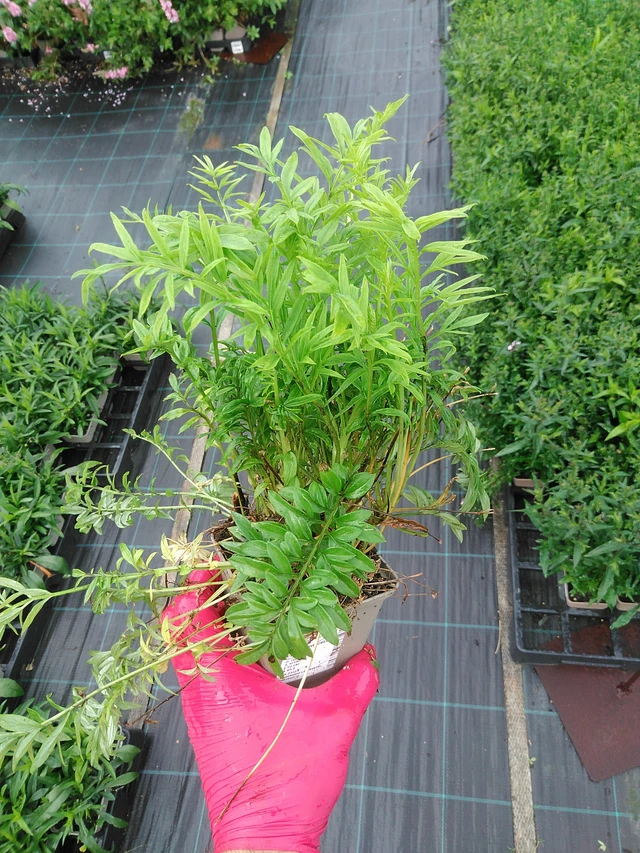 Astrantia Filigree Clouds - 29. 7. 2025