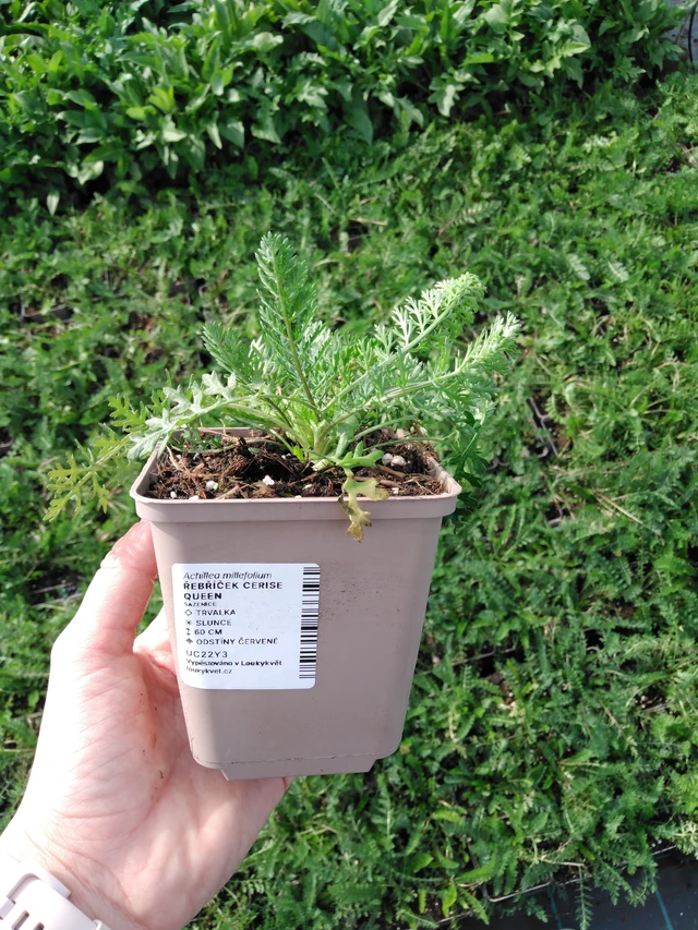 Milenrama Cerise Queen - 2024