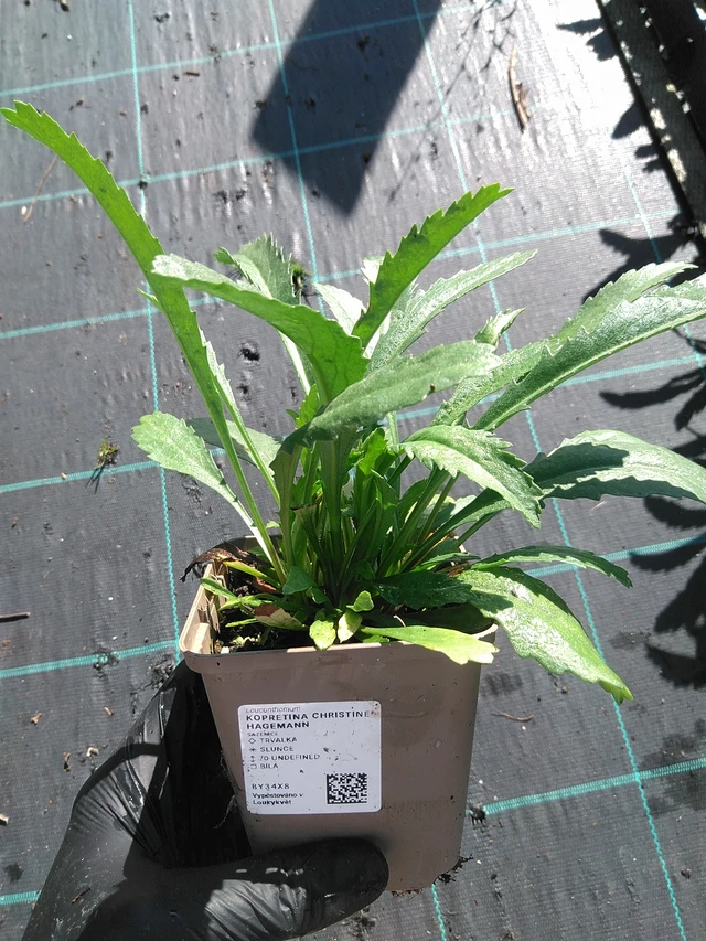 Kopretina Christine Hagemann - 19. 8. 2025