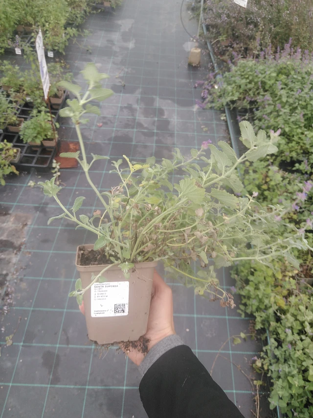 Šanta Superba - 10. 10. 2025