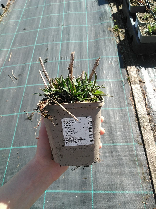 Astra Golden Spray - 7. 4. 2026