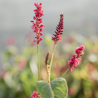 Rdesno Speciosa, Loukykvět