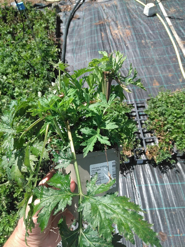 Artemisa - 24. 6. 2025