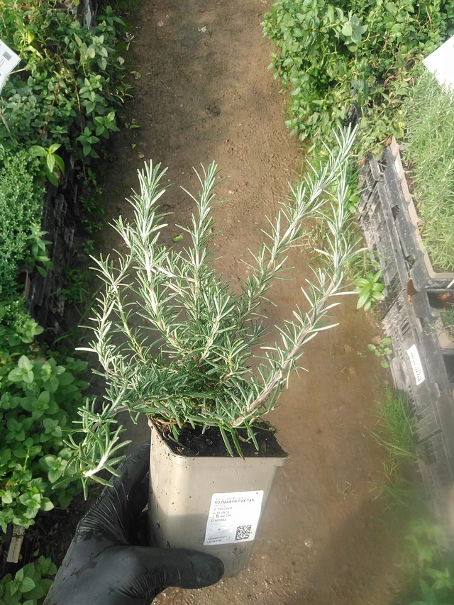 Romero Fox tail - 13. 10. 2025