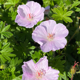 Kakost krvavý Apfelblüte, Loukykvět