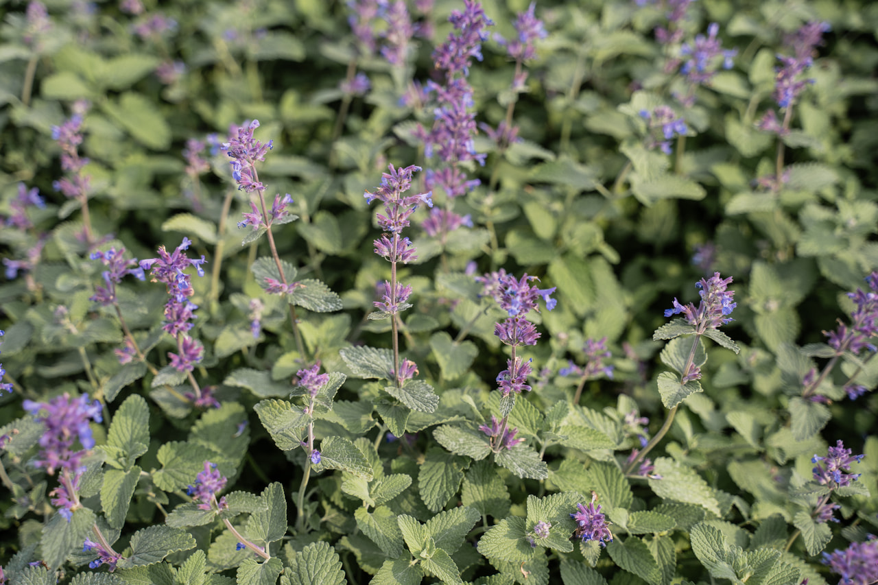 Macskamenta Superba, Loukykvět