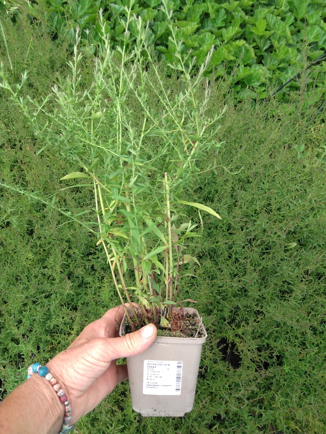 Asteri Golden Spray - 2024