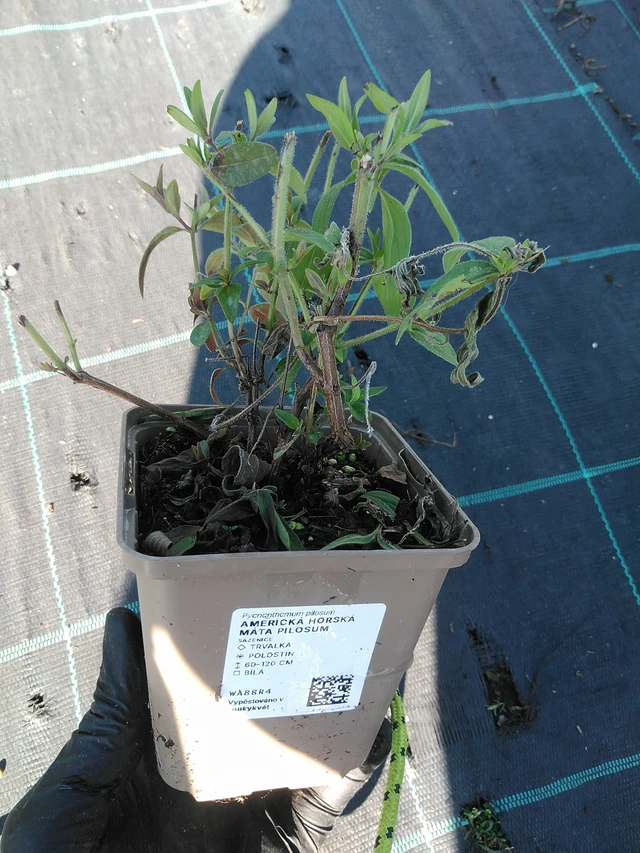 Menta de montaña americana Pilosum - 19. 8. 2025