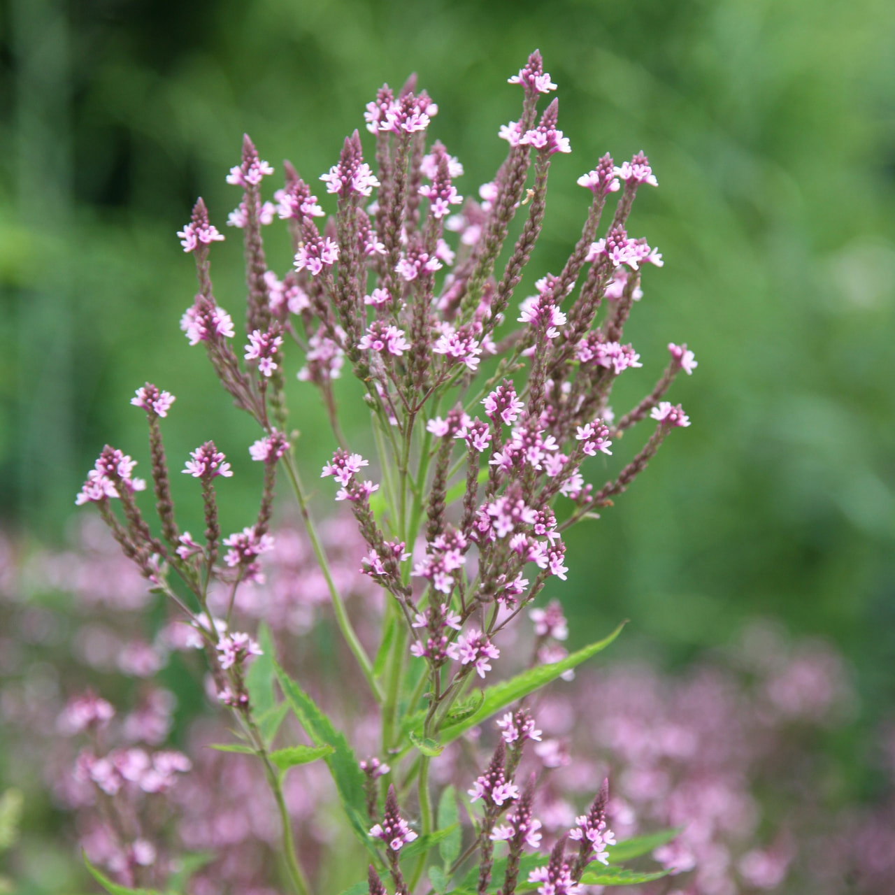 Verbena hastata Pink Spires, Loukykvět