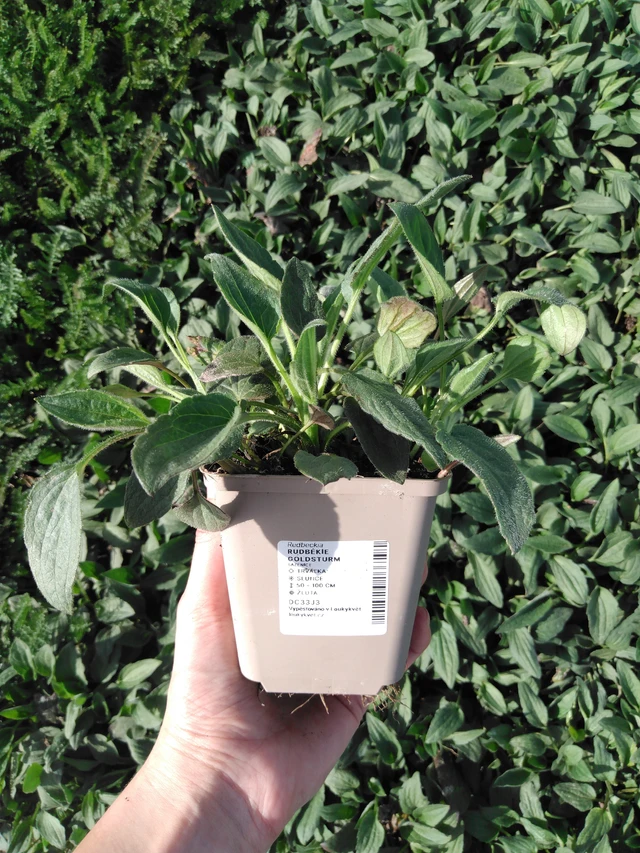 Rudbeckia Goldsturm - 2024