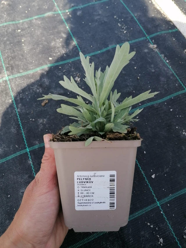 Wormwood Ludvíkův - 2024