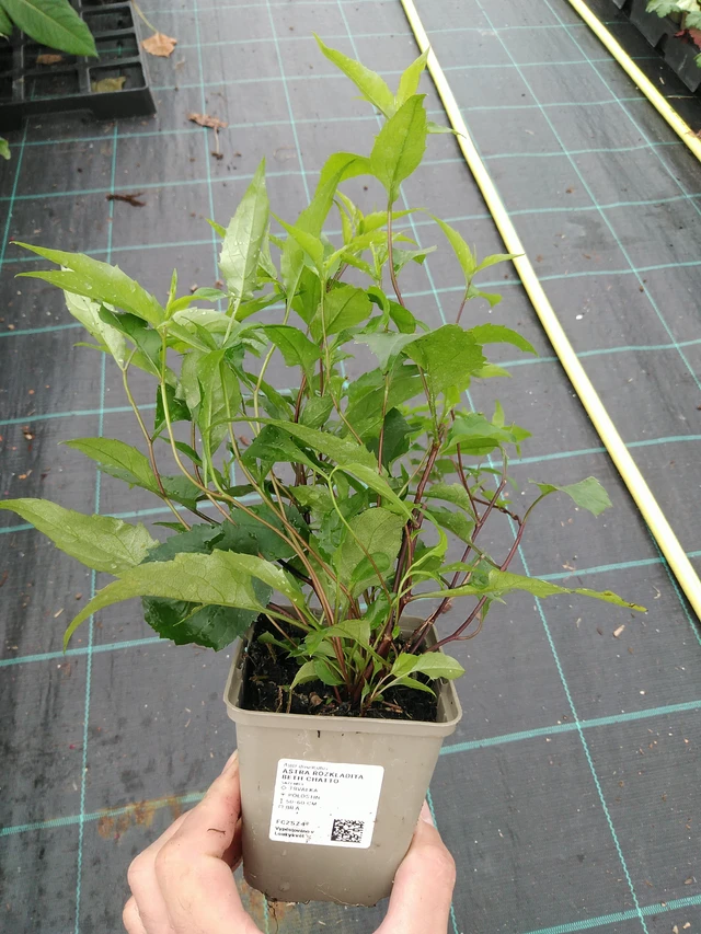 Astra rozkladitá Beth Chatto - 28. 7. 2025