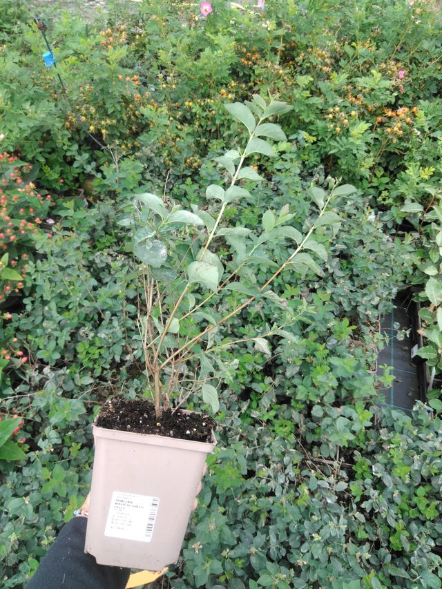 Snowberry Magical Green Falls - 2024