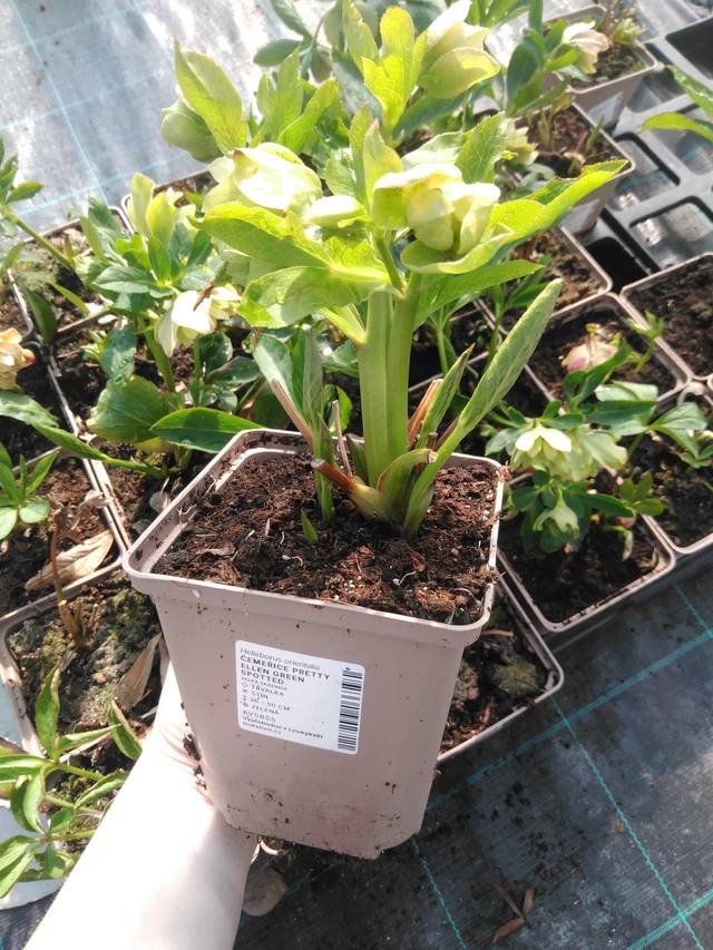 Eléboro Pretty Ellen Green Spotted - 3. 4. 2025