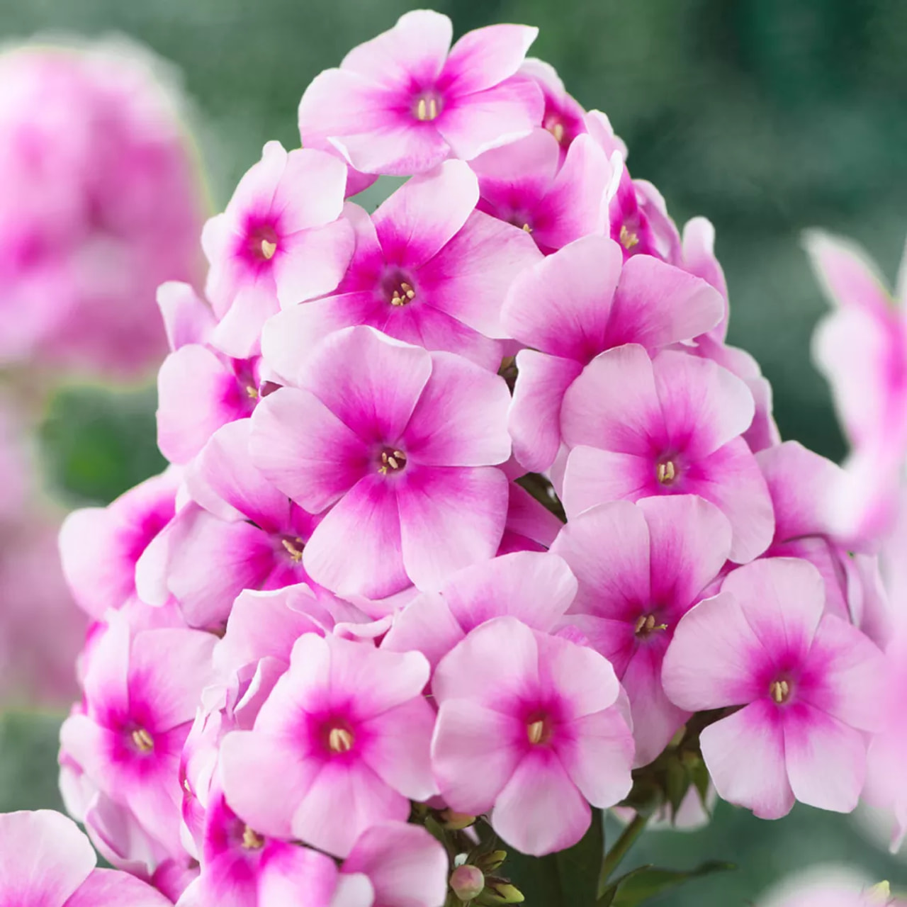 Flox Sweet Summer Compact Rose Dark Eye, Loukykvět