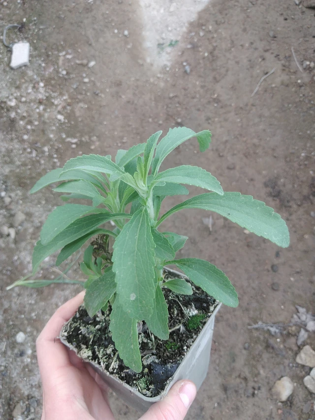 Stevia dulce - 17. 7. 2025
