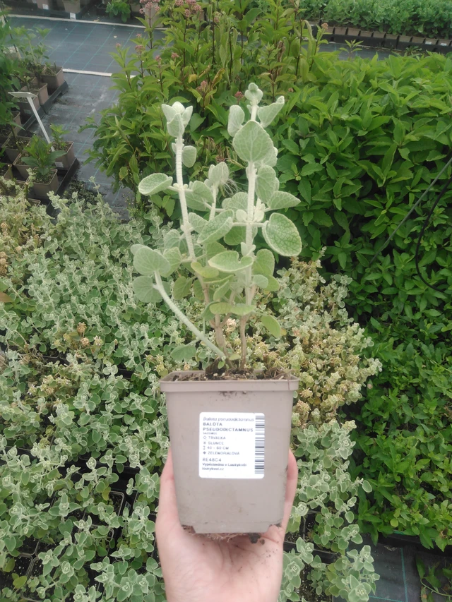 Balota Pseudodictamnus - 2024