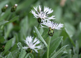 Chrpa Alba, Loukykvět