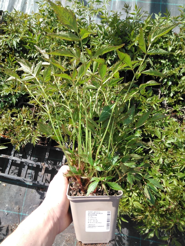 Astilbe Peach Blossom - 2024